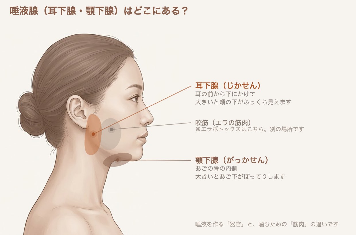 唾液腺(耳下腺・顎下腺)と咬筋の位置を示したイラスト