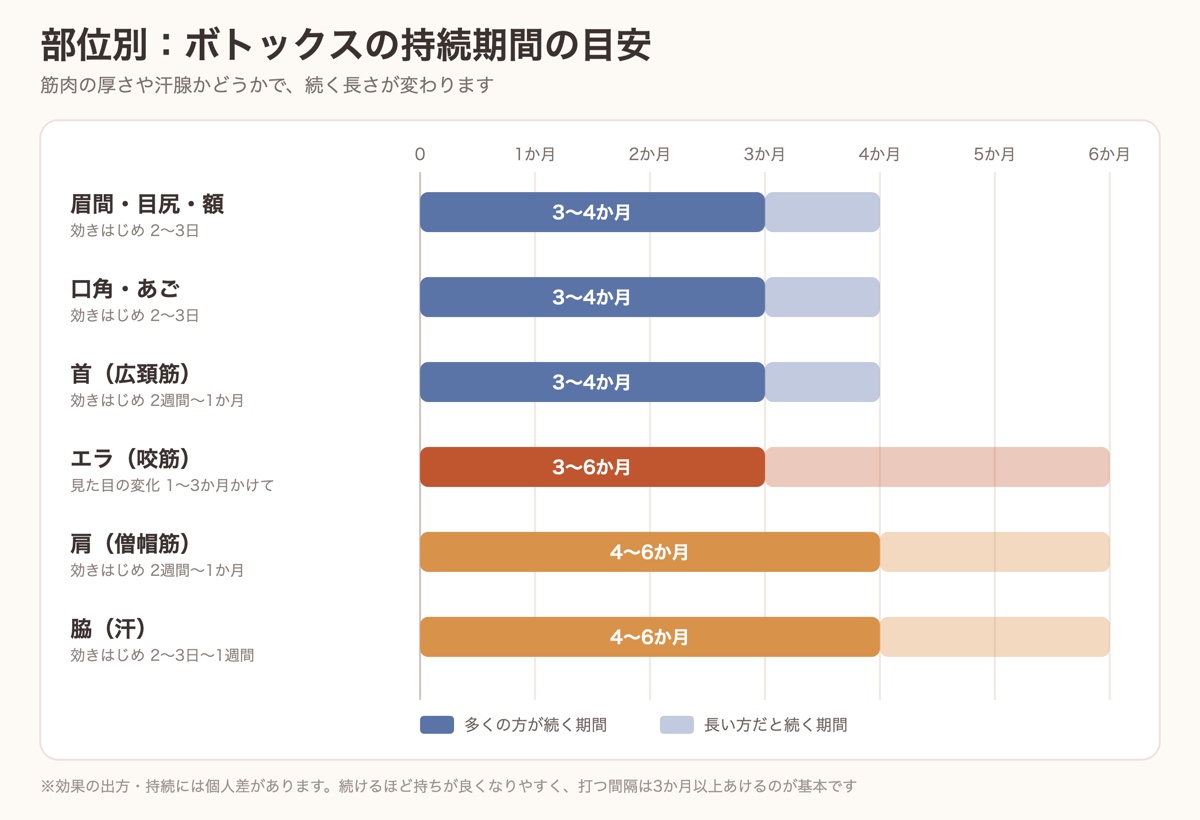 部位別のボトックスの持続期間の目安。眉間・目尻・額・口角・首は3〜4か月、エラは3〜6か月、肩・脇は4〜6か月